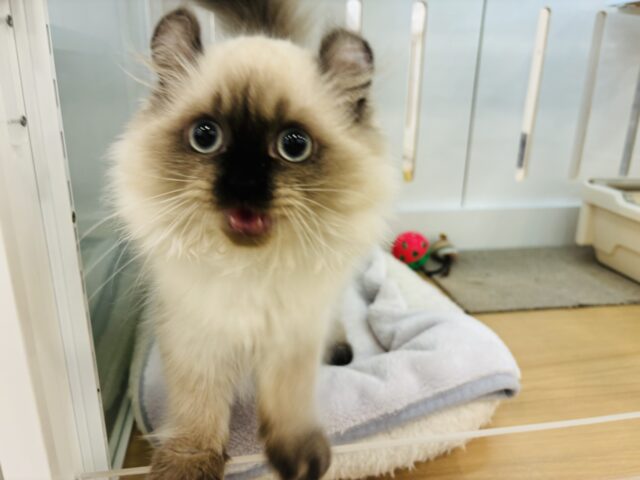 アメリカンカール