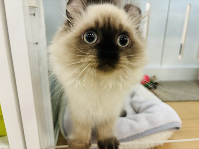 アメリカンカール