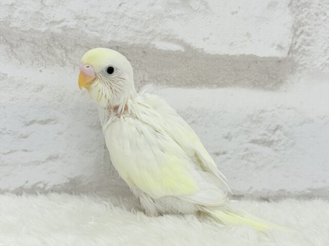 【最新画像更新🪄】ふわふわのひよこちゃんみたい🐥🍬セキセイインコ(クリーム) ヒナ セキセイインコ