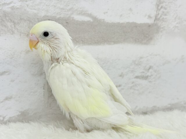 【最新画像更新🪄】ふわふわのひよこちゃんみたい🐥🍬セキセイインコ(クリーム) ヒナ セキセイインコ