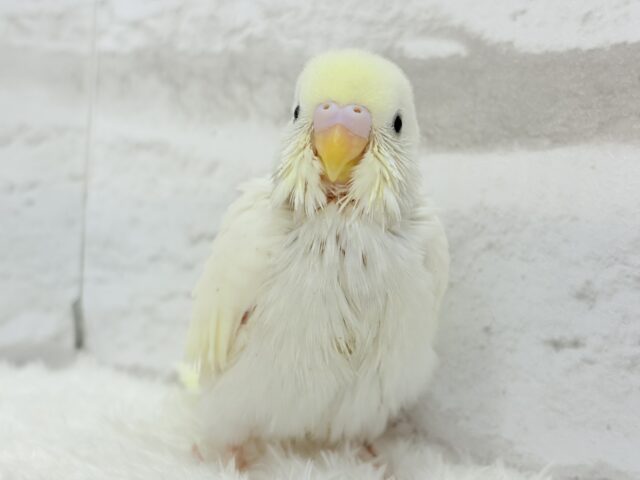 【最新画像更新🪄】ふわふわのひよこちゃんみたい🐥🍬セキセイインコ(クリーム) ヒナ セキセイインコ