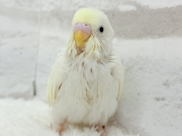 【最新画像更新🪄】ふわふわのひよこちゃんみたい🐥🍬セキセイインコ(クリーム) ヒナ セキセイインコ