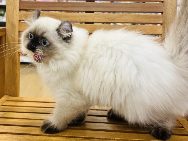 アメリカンカール