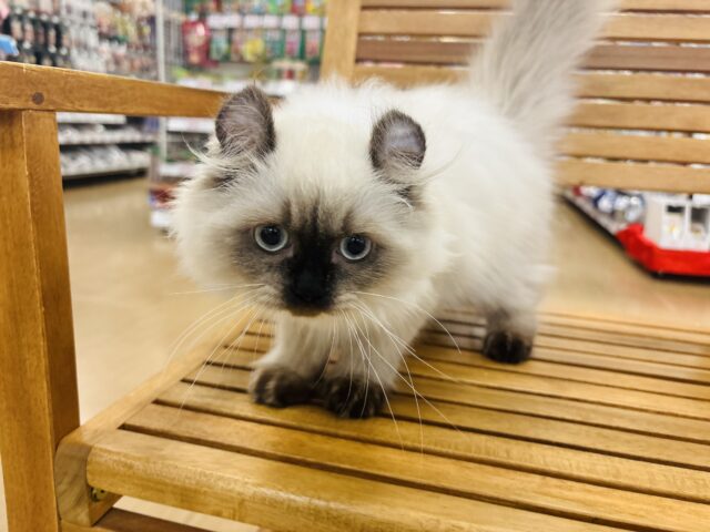 アメリカンカール