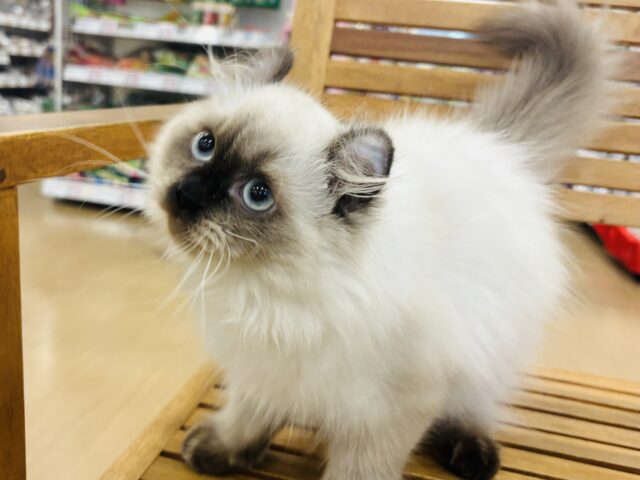 アメリカンカール