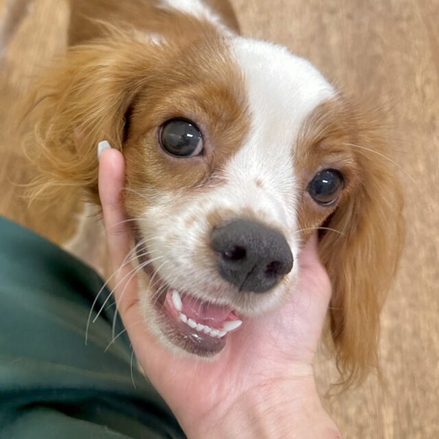 メロメロ必至💖キャバリアの男の子❕