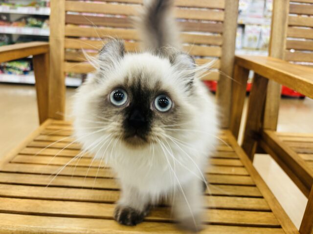 アメリカンカール