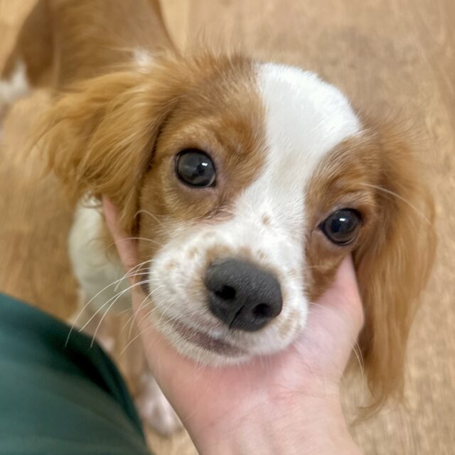 キャバリア・キングチャールズ・スパニエル