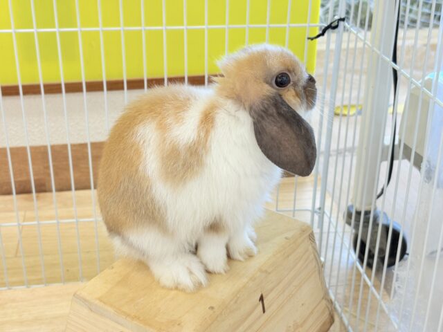 ホーランドロップ