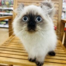 超ホヤホヤ最新画像✨どんな瞬間も甘えたいのっ！アメリカンカールちゃん！