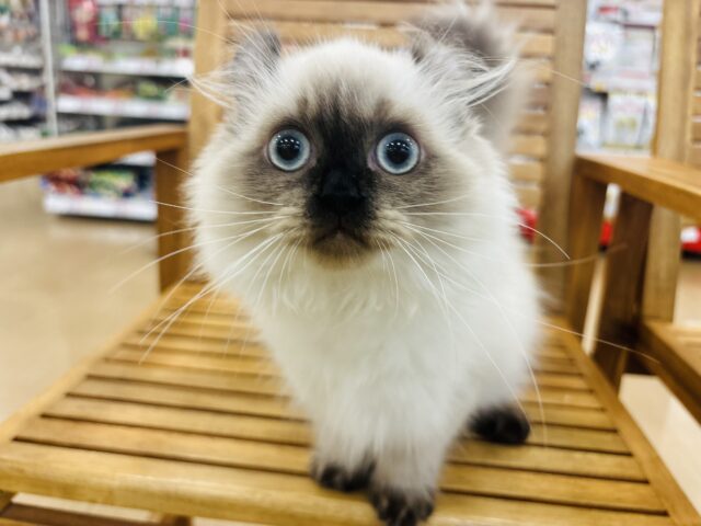 超ホヤホヤ最新画像✨どんな瞬間も甘えたいのっ！アメリカンカールちゃん！