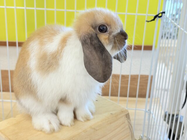 ホーランドロップ