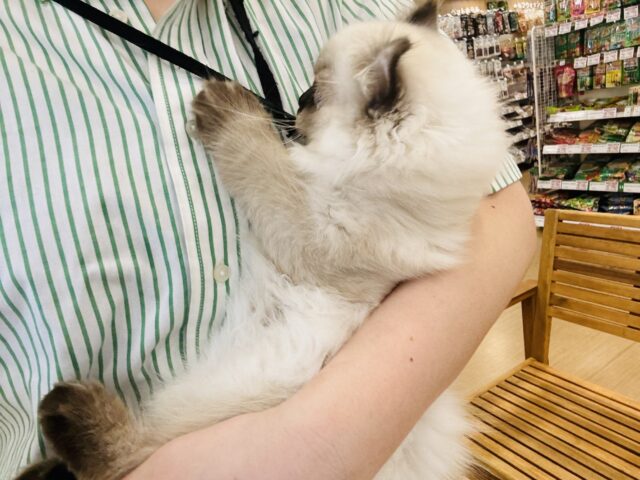 アメリカンカール