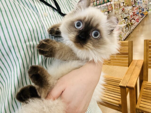 アメリカンカール