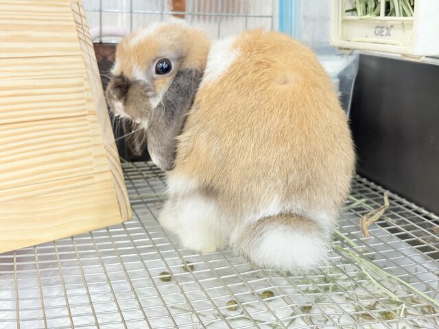 ホーランドロップ