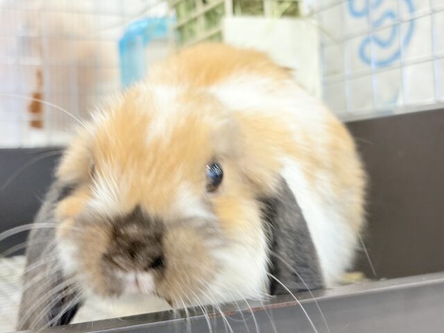 ホーランドロップ