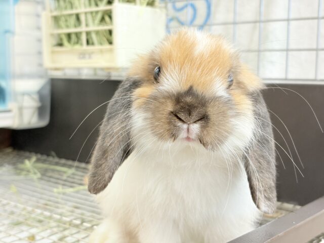 ホーランドロップ