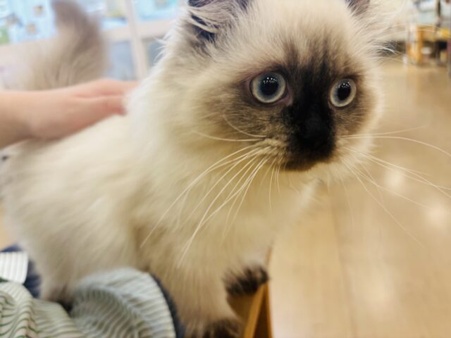 アメリカンカール