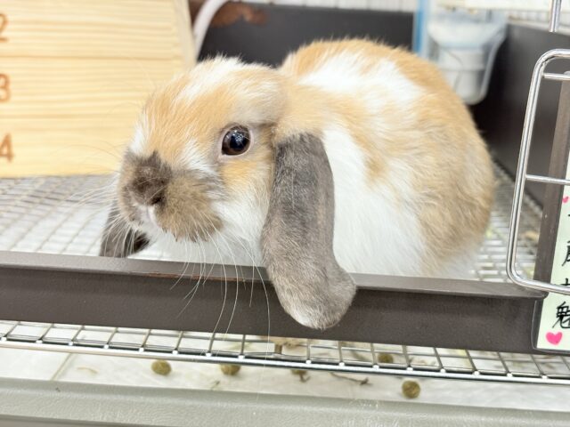 ホーランドロップ