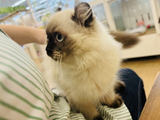 アメリカンカール