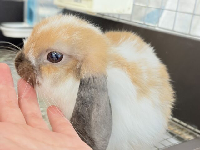 ホーランドロップ