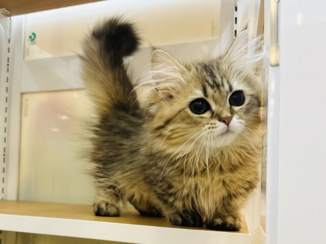 超ホヤホヤ最新画像✨あの……ね…実は…そのぉ…わたち甘えたいの♡ミヌエットちゃん！
