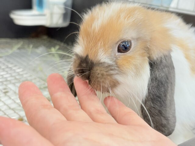 ホーランドロップ