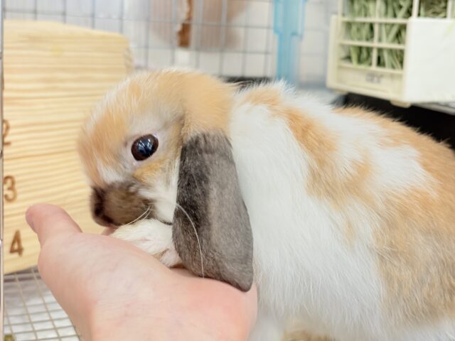 ホーランドロップ