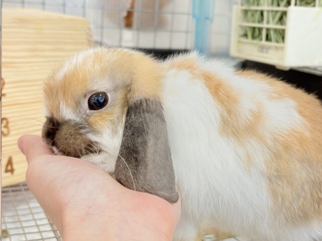 ホーランドロップ