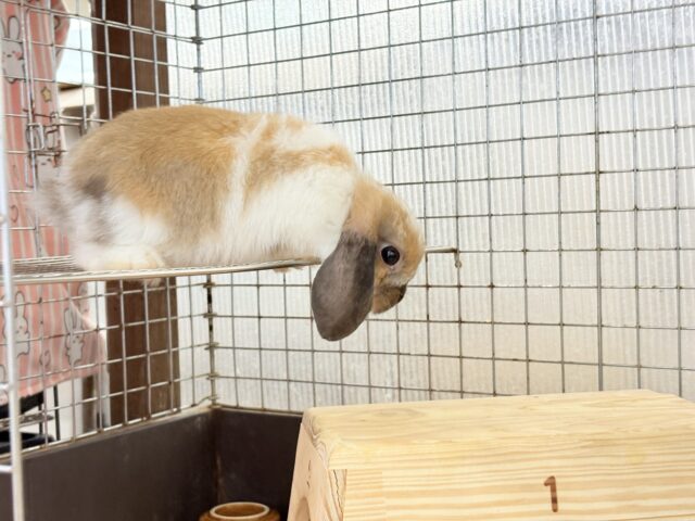 ホーランドロップ