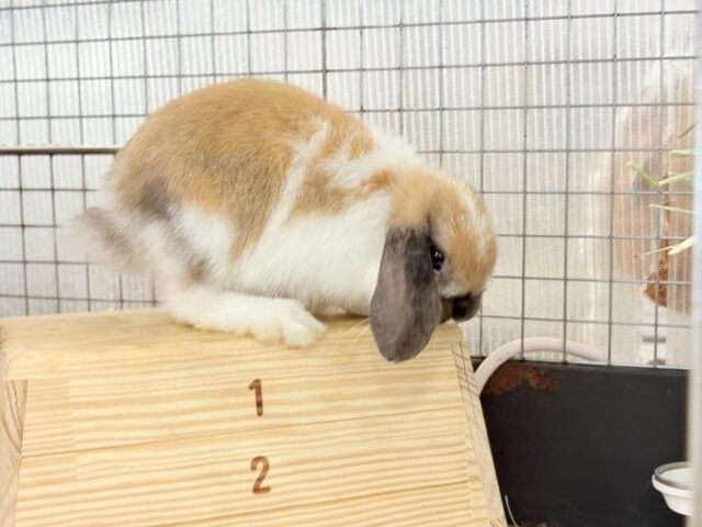 ホーランドロップ