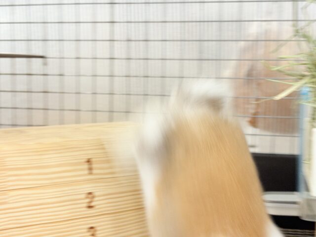 ホーランドロップ