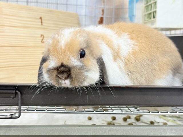 ホーランドロップ