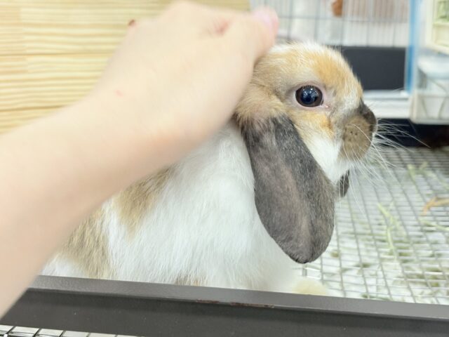 ホーランドロップ