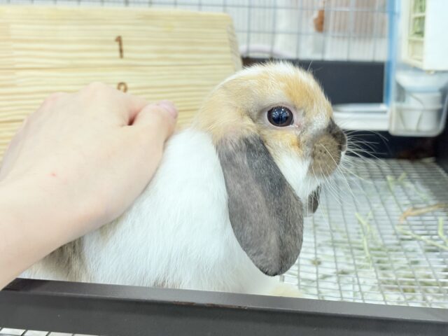 ホーランドロップ