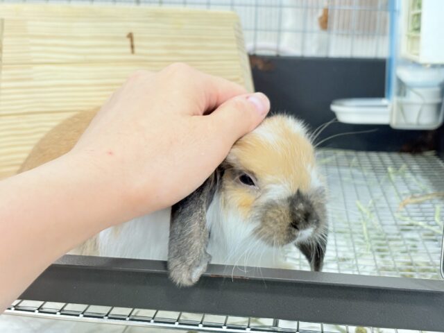 ホーランドロップ