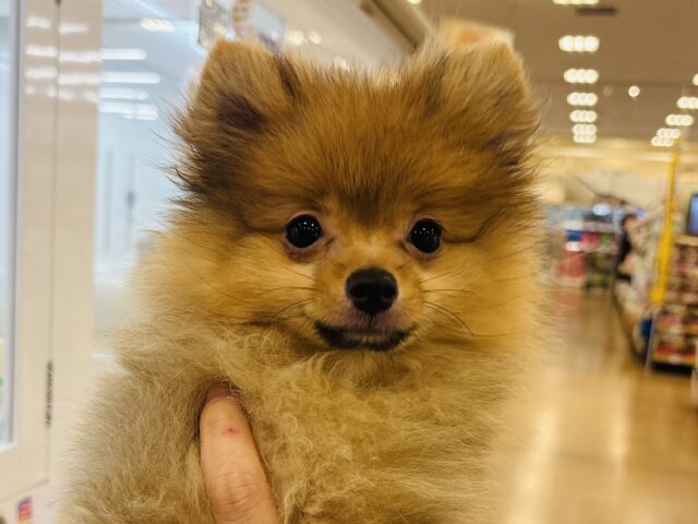 ポメラニアン