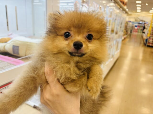 ポメラニアン