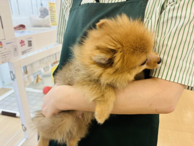 ポメラニアン
