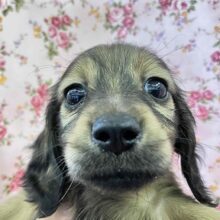 ヤマトナデシコ色変化⁉シェーデッドレッドのダックスちゃん入舎♥