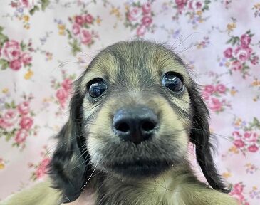 ヤマトナデシコ色変化⁉シェーデッドレッドのダックスちゃん入舎♥ ヤマトナデシコ色変化⁉シェーデッドレッドのダックスちゃん入舎♥