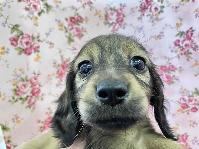 ヤマトナデシコ色変化⁉シェーデッドレッドのダックスちゃん入舎♥ ミニチュアダックス