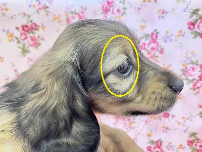 ヤマトナデシコ色変化⁉シェーデッドレッドのダックスちゃん入舎♥ ミニチュアダックス