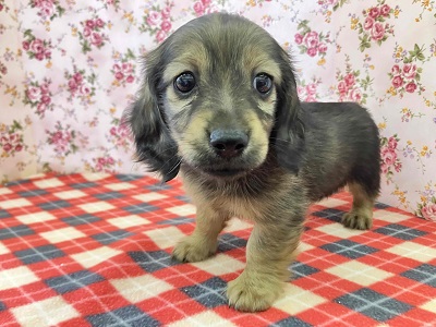 ヤマトナデシコ色変化⁉シェーデッドレッドのダックスちゃん入舎♥ ミニチュアダックス