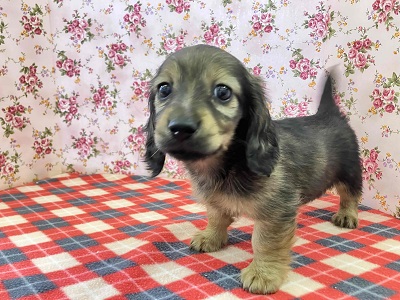 ヤマトナデシコ色変化⁉シェーデッドレッドのダックスちゃん入舎♥ ミニチュアダックス