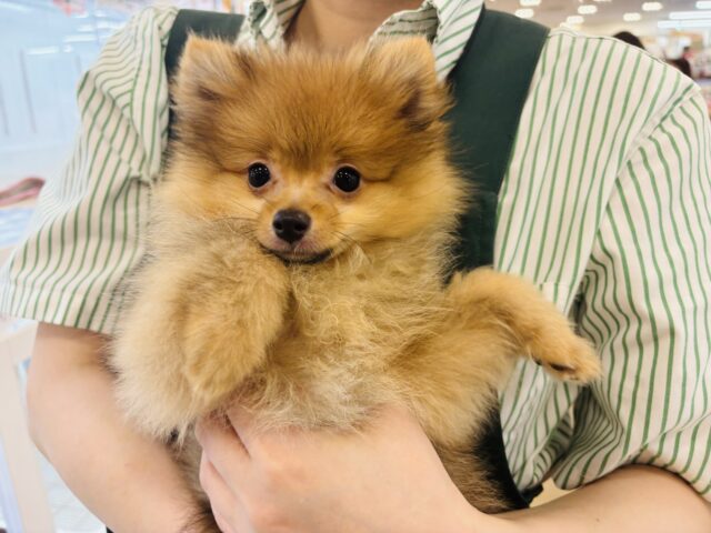 ポメラニアン