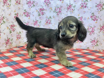 ヤマトナデシコ色変化⁉シェーデッドレッドのダックスちゃん入舎♥ ミニチュアダックス