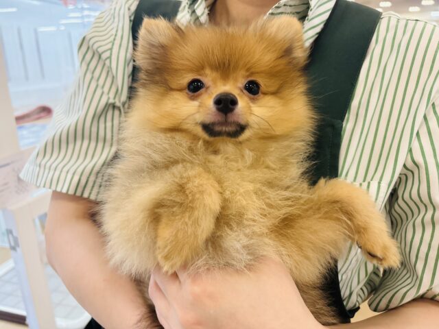 ポメラニアン