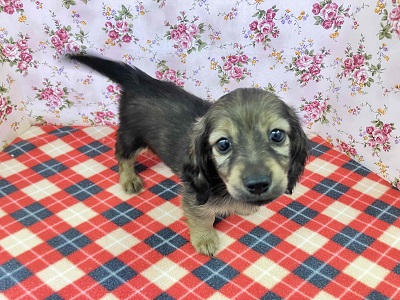 ヤマトナデシコ色変化⁉シェーデッドレッドのダックスちゃん入舎♥ ミニチュアダックス