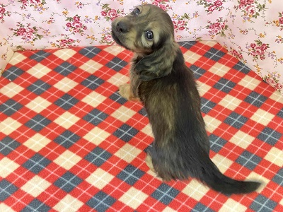 ヤマトナデシコ色変化⁉シェーデッドレッドのダックスちゃん入舎♥ ミニチュアダックス